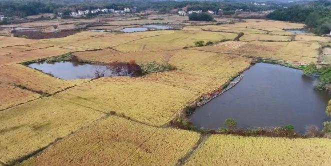 德安：加強濕地候鳥保護 共建和美生態家園